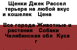 Щенки Джек Рассел терьера на любой вкус и кошелек › Цена ­ 13 000 - Все города Животные и растения » Собаки   . Челябинская обл.,Куса г.